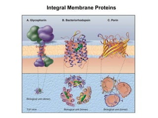 Integral Membrane Proteins
 