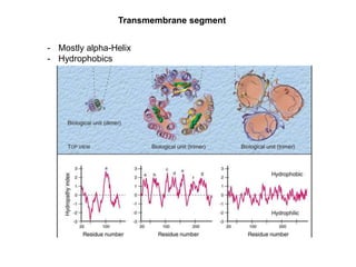 Transmembrane segment
- Mostly alpha-Helix
- Hydrophobics
 
