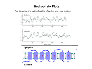 Hydrophaty Plots
Plot based on the hydrophobility of amino acids in a protein
 