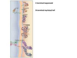 C-terminal isoprenoid
N-terminal myristoyl tail
 