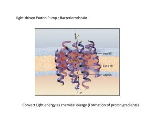 Light-driven Proton Pump : Bacteriorodopsin
Convert Light energy as chemical energy (Formation of proton gradients)
 