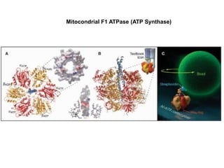Mitocondrial F1 ATPase (ATP Synthase)
 