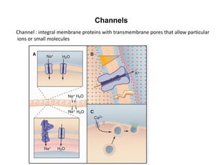 Channels
Channel : integral membrane proteins with transmembrane pores that allow particular
ions or small molecules
 