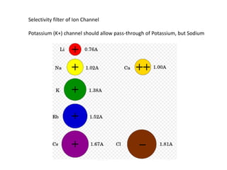 Selectivity filter of Ion Channel
Potassium (K+) channel should allow pass-through of Potassium, but Sodium
 