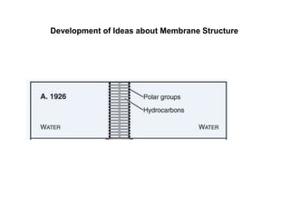 Development of Ideas about Membrane Structure
 