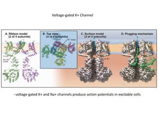 Voltage-gated K+ Channel
- voltage-gated K+ and Na+ channels produce action potentials in excitable cells
 