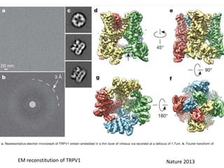 Nature 2013EM reconstitution of TRPV1
 