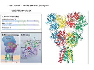 Ion Channel Gated by Extracellular Ligands
Glutamate Receptor
 