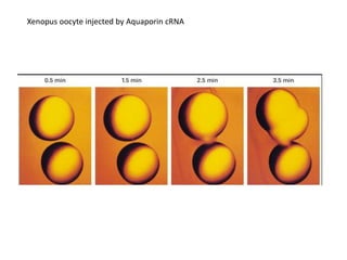 Xenopus oocyte injected by Aquaporin cRNA
 