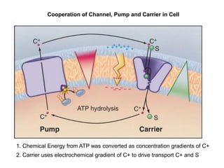Cooperation of Channel, Pump and Carrier in Cell
1. Chemical Energy from ATP was converted as concentration gradients of C+
2. Carrier uses electrochemical gradient of C+ to drive transport C+ and S
 