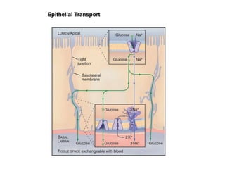 Epithelial Transport
 