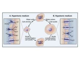 Cell Biology Lecture 3