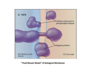 “ Fluid Mosaic Model” of biological Membrane
 
