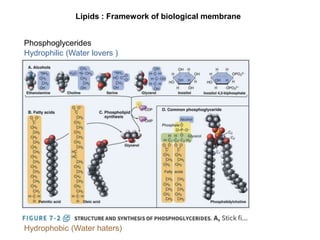Lipids : Framework of biological membrane
Hydrophilic (Water lovers )
Hydrophobic (Water haters)
Phosphoglycerides
 