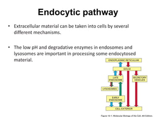 Endocytic pathway
• Extracellular material can be taken into cells by several
different mechanisms.
• The low pH and degradative enzymes in endosomes and
lysosomes are important in processing some endocytosed
material.
 