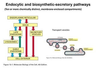 Endocytic and biosynthetic-secretory pathways
Transport vesicles
(Ten or more chemically distinct, membrane-enclosed compartments)
 
