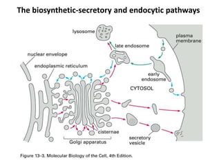 The biosynthetic-secretory and endocytic pathways
 