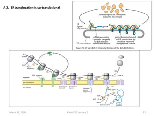 March 30, 2006 Pabio552, Lecture 2 13
A 2. ER translocation is co-translational
 
