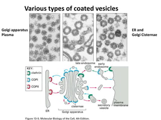Various types of coated vesicles
Golgi apparatus
Plasma
ER and
Golgi Cisternae
 