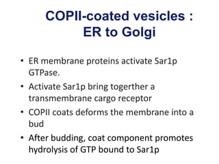 COPII-coated vesicles :
ER to Golgi
• ER membrane proteins activate Sar1p
GTPase.
• Activate Sar1p bring togerther a
transmembrane cargo receptor
• COPII coats deforms the membrane into a
bud
• After budding, coat component promotes
hydrolysis of GTP bound to Sar1p
 