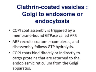 Clathrin-coated vesicles :
Golgi to endosome or
endocytosis
• COPI coat assembly is triggered by a
membrane-bound GTPase called ARF.
• ARF recruits coatomer complexes, and
disassembly follows GTP hydrolysis.
• COPI coats bind directly or indirectly to
cargo proteins that are returned to the
endoplasmic reticulum from the Golgi
apparatus.
 