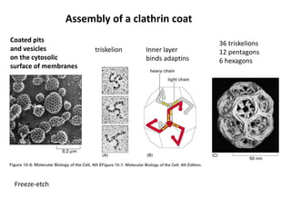 Assembly of a clathrin coat
triskelion
Coated pits
and vesicles
on the cytosolic
surface of membranes
Freeze-etch
36 triskelions
12 pentagons
6 hexagons
Inner layer
binds adaptins
 
