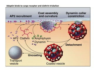 Adaptin binds to cargo receptor and clathrin triskelion
 