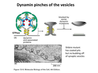 Dynamin pinches of the vesicles
GTPase
Shibire mutant
has coated pits
but no budding off
of synaptic vesicles
 