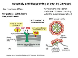 ARF proteins: COPI&clathrin
Sar1 protein: COPII
GTP causes Sar1 to
Bind to membrane
Assembly and disassembly of coat by GTPases
Coat-recruitment GTPases GTPase works like a timer
And cause disassembly shortly
After the budding is completed
 