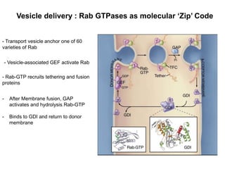 Vesicle delivery : Rab GTPases as molecular ‘Zip’ Code
- Transport vesicle anchor one of 60
varieties of Rab
- Vesicle-associated GEF activate Rab
- Rab-GTP recruits tethering and fusion
proteins
- After Membrane fusion, GAP
activates and hydrolysis Rab-GTP
- Binds to GDI and return to donor
membrane
 