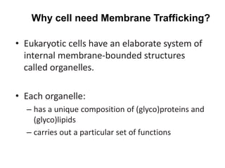 • Eukaryotic cells have an elaborate system of
internal membrane-bounded structures
called organelles.
• Each organelle:
– has a unique composition of (glyco)proteins and
(glyco)lipids
– carries out a particular set of functions
Why cell need Membrane Trafficking?
 