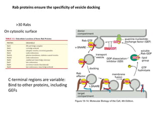 Rab proteins ensure the specificity of vesicle docking
>30 Rabs
On cytosolic surface
C-terminal regions are variable:
Bind to other proteins, including
GEFs
 