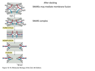 SNAREs may mediate membrane fusion
SNARE complex
After docking
 