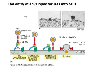 The entry of enveloped viruses into cells
HIV
Similar to SNAREs
 