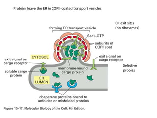 Proteins leave the ER in COPII-coated transport vesicles
ER exit sites
(no ribosomes)
Selective
process
 