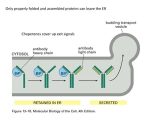 Only properly folded and assembled proteins can leave the ER
Chaperones cover up exit signals
 