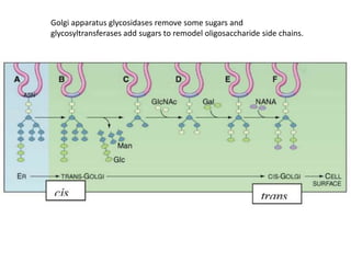 Golgi apparatus glycosidases remove some sugars and
glycosyltransferases add sugars to remodel oligosaccharide side chains.
 