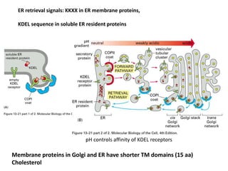ER retrieval signals: KKXX in ER membrane proteins,
KDEL sequence in soluble ER resident proteins
Membrane proteins in Golgi and ER have shorter TM domains (15 aa)
Cholesterol
pH controls affinity of KDEL receptors
 
