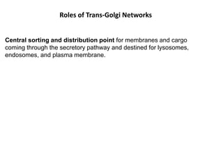 Central sorting and distribution point for membranes and cargo
coming through the secretory pathway and destined for lysosomes,
endosomes, and plasma membrane.
Roles of Trans-Golgi Networks
 
