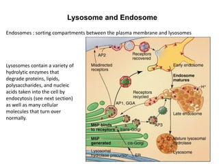 Lysosome and Endosome
Endosomes : sorting compartments between the plasma membrane and lysosomes
Lysosomes contain a variety of
hydrolytic enzymes that
degrade proteins, lipids,
polysaccharides, and nucleic
acids taken into the cell by
endocytosis (see next section)
as well as many cellular
molecules that turn over
normally.
 