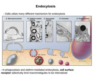 Endocytosis
- Cells utilize many different mechanism for endocytosis
- In phagocytosis and clathrin-mediated endocytosis, cell surface
receptor selectively bind macromolegules to be internalized
 