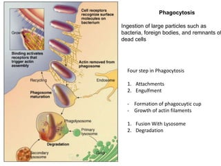 Phagocytosis
Ingestion of large particles such as
bacteria, foreign bodies, and remnants of
dead cells
Four step in Phagocytosis
1. Attachments
2. Engulfment
- Formation of phagocuytic cup
- Growth of actin filaments
1. Fusion With Lysosome
2. Degradation
 