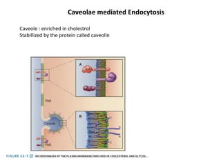 Caveolae mediated Endocytosis
Caveole : enriched in cholestrol
Stabillized by the protein called caveolin
 