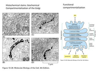 Histochemical stains: biochemical
Compartmentalization of the Golgi
Functional
compartmentalization
 