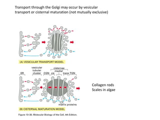 Transport through the Golgi may occur by vesicular
transport or cisternal maturation (not mutually exclusive)
Collagen rods
Scales in algae
 