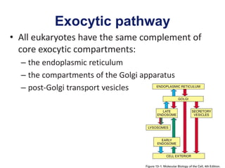 Exocytic pathway
• All eukaryotes have the same complement of
core exocytic compartments:
– the endoplasmic reticulum
– the compartments of the Golgi apparatus
– post-Golgi transport vesicles
 