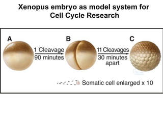 Xenopus embryo as model system for
Cell Cycle Research
 