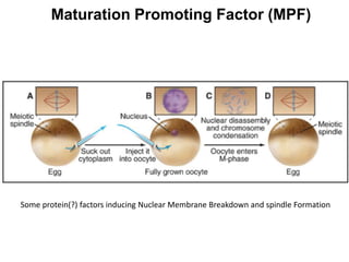Maturation Promoting Factor (MPF)
Some protein(?) factors inducing Nuclear Membrane Breakdown and spindle Formation
 