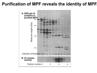 Purification of MPF reveals the identity of MPF.
 