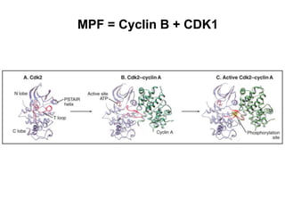 MPF = Cyclin B + CDK1
 